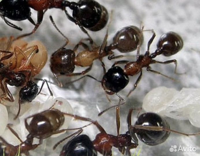 Муравьи разных видов (lasius,messor)
