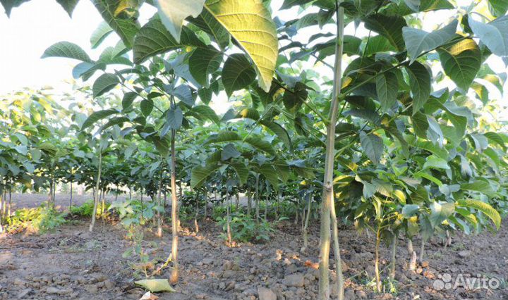 Саженцы грецкого ореха - зимостойкие