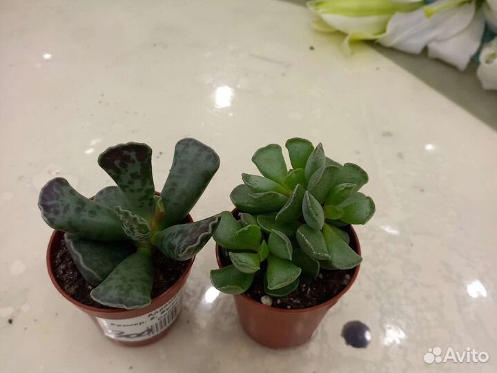 Кактусы и суккуленты