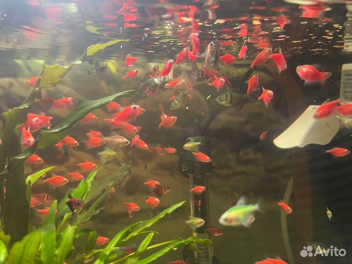 Тернеция гло