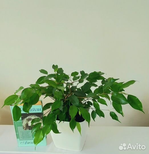 Фикус переплетенный Бенджамина, Наташа, Толстянка