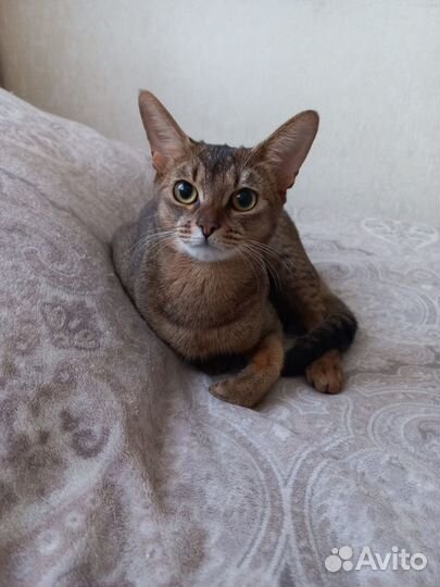 Домашние животные вязка