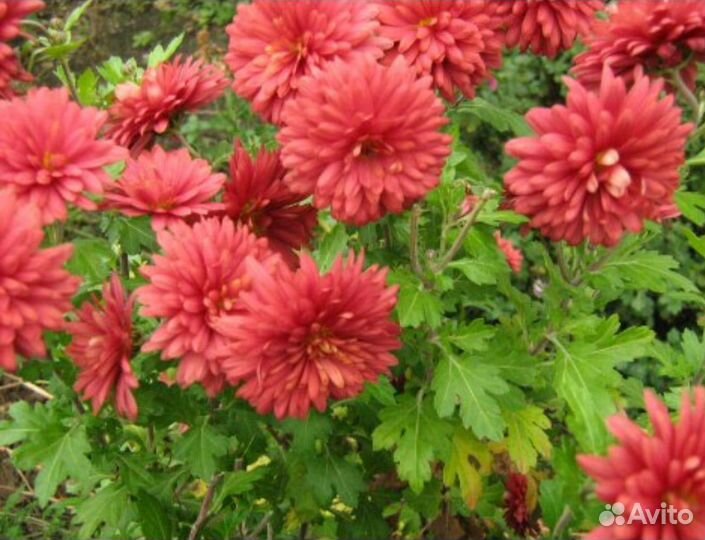 Хризантемы корейская: укорененные черенки