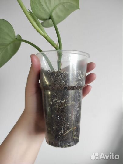 Сциндапсус пиктус