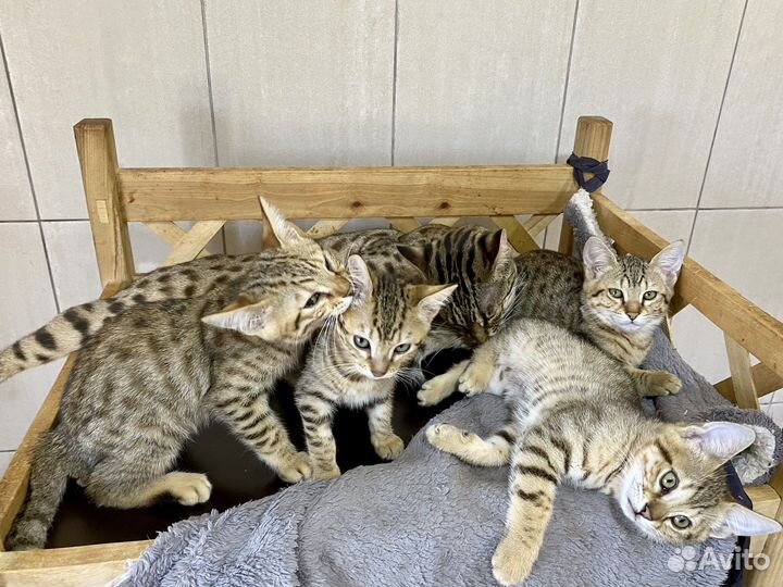 Саванна котята