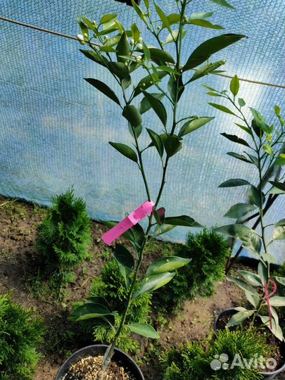 Лимон, мандарин, апельсин, каломандин