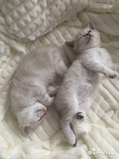 Шотландские котята