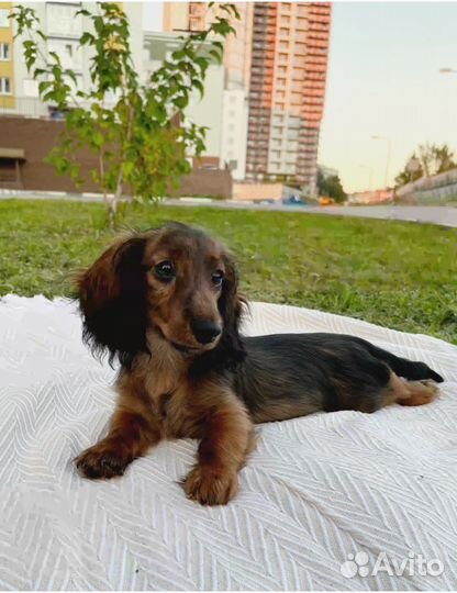 Щенок длинношерстной кроличьей таксы