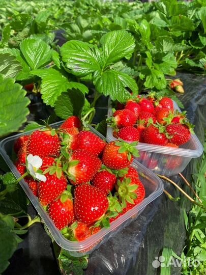 Рассада клубники фриго, азия мурано альбион клери