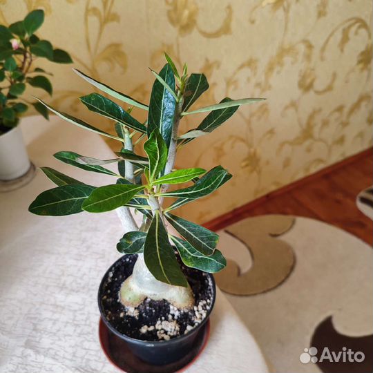 Адениум. Фикус Бендж.- Даниель