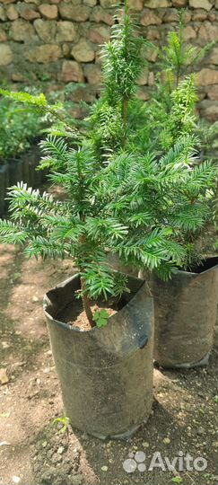 Саженцы Тис ягодный