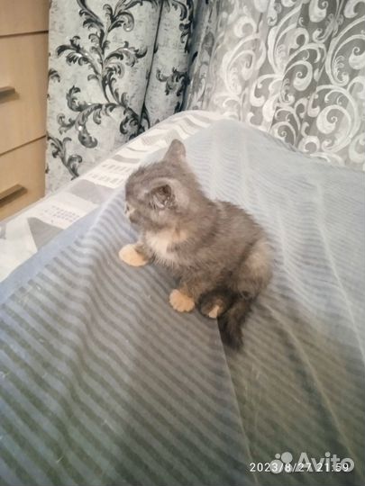 Кошка в дар бесплатно