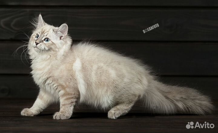 Мурчащий антистресс