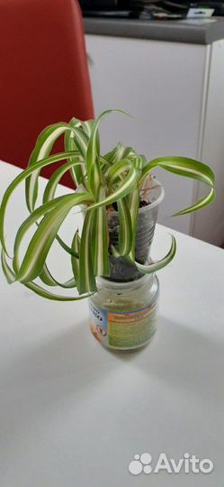 Хлорофитум кудрявый