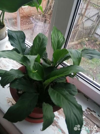 Продам цветы комнатные