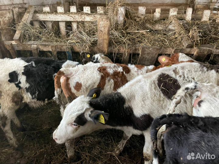 Телочки и бычки