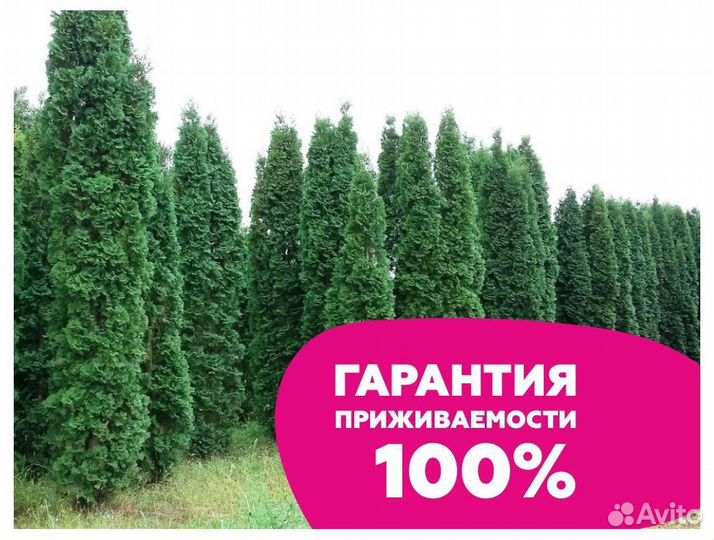 туя западная смарагд 120-140. туя 200. туя колумна и смарагд. туя 200. туя западная смарагд.