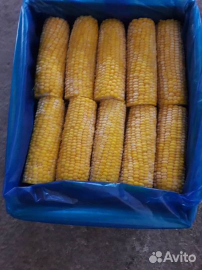 Кукуруза в початках