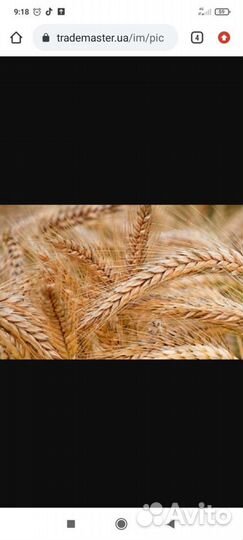 Пшеница
