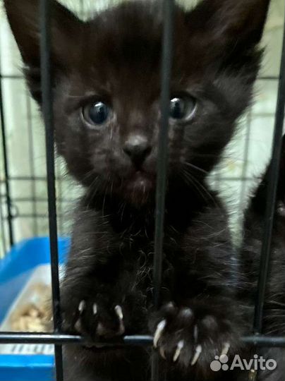 Самые маленькие котята. Нашли на улице