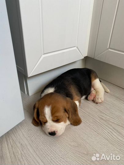 Щенки бигль