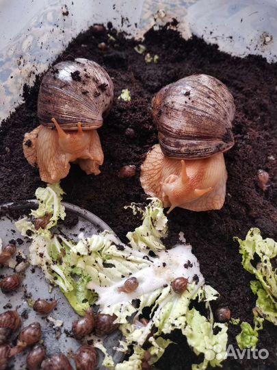 Улитки ахатина отдам