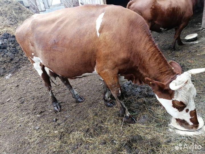 Корова молочная