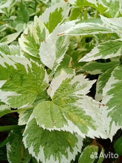 Сныть вариегатная