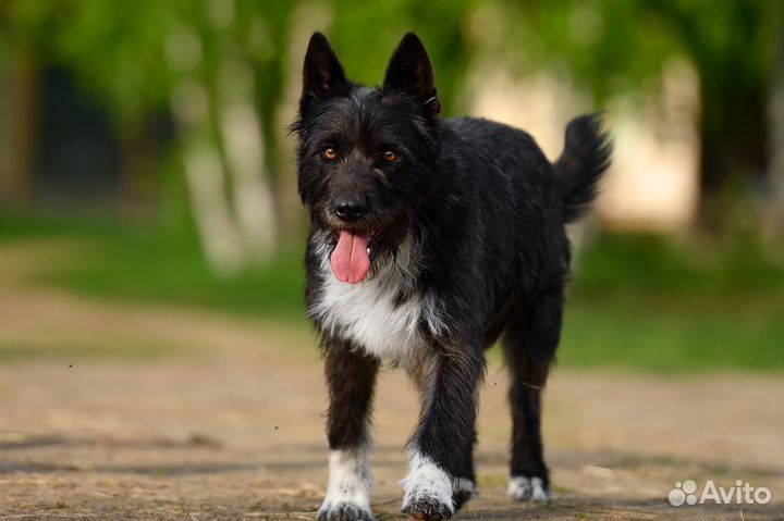 Собака в добрые руки