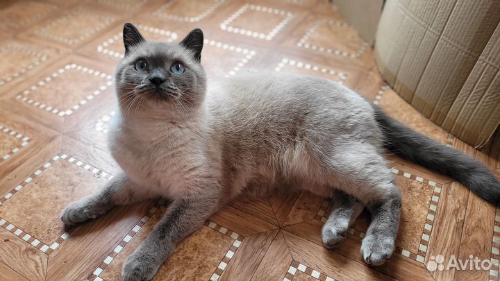 Котик в добрые руки