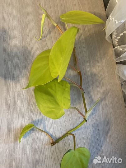 Комнатные растения цветы