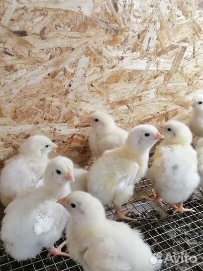 Бройлер суточный в наличии