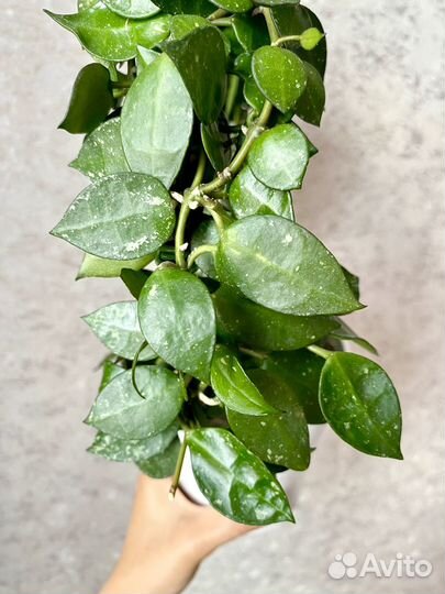 Срез хойи. Разные сорта