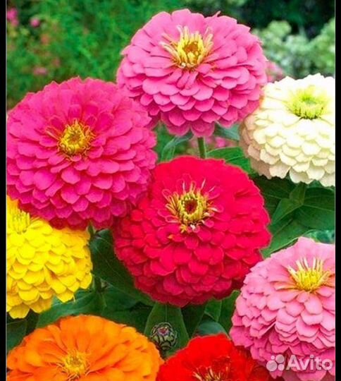 Семена цинии смесь окрасок сбор 2023