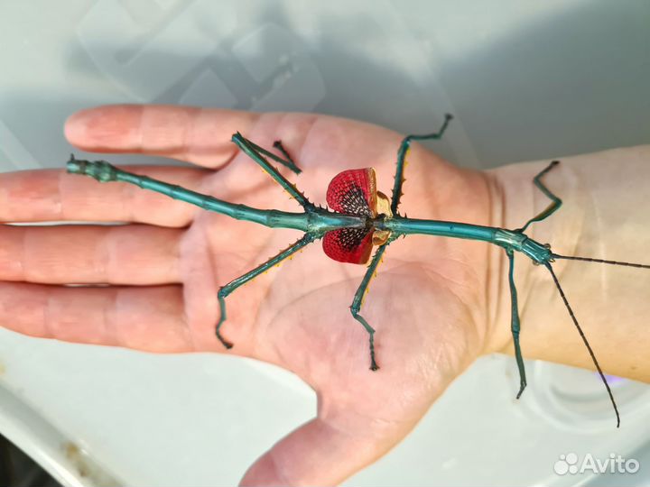 Мадагаскарский палочник яйца