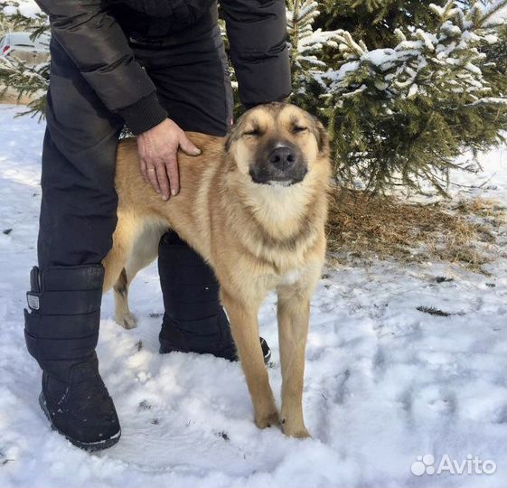 Ищу самого лучшего хозчина