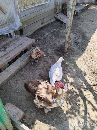 Семья индоуток