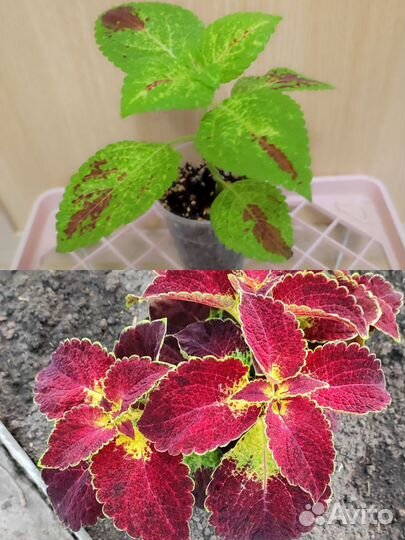 Колеусы вегетативные