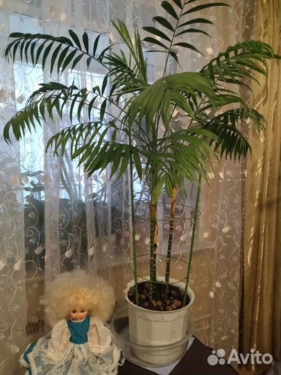 Хамедория Зейфрица