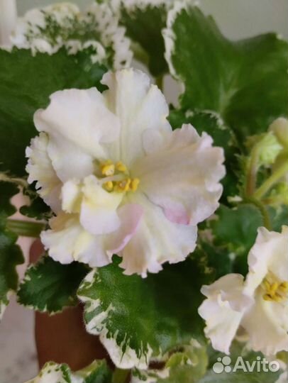 Фиалка Ле-Бланже