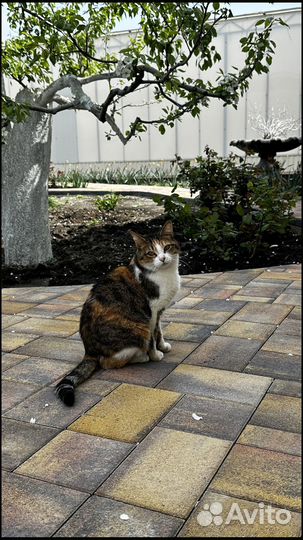 Брусчатка минимальный объем 120 м2