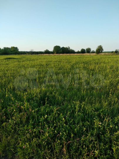 Участок 37 сот. (ИЖС)