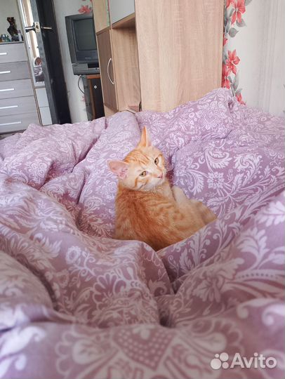 Кот