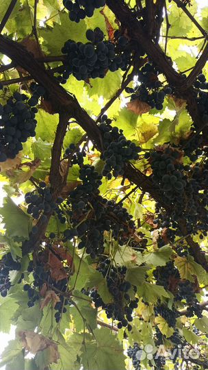 Виноград