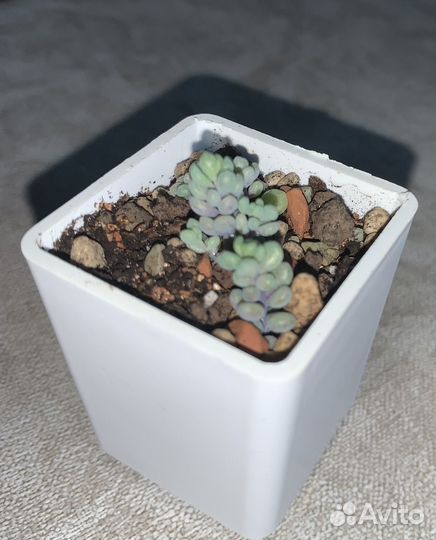 Sedum dasyphyllum opaline