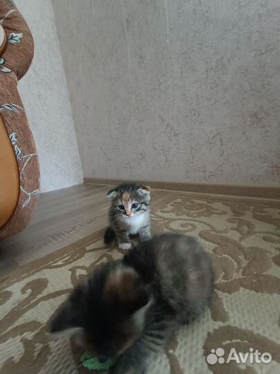 Котёнок бесплатно