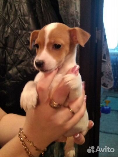 Джек Рассел терьер