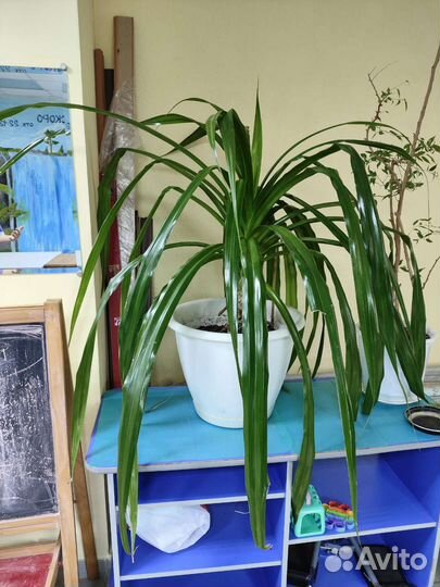 Панданус цветок