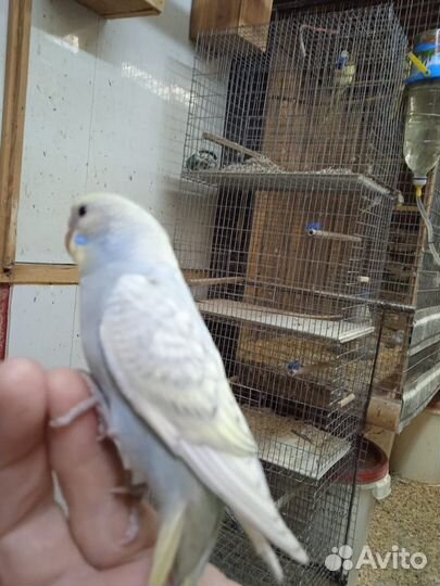 Волнистый попугай