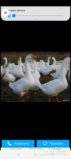 Животные, Гуси, гусята,гусыни